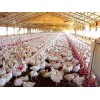 Poultry Farms